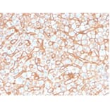 Immunohistochemistry - Anti-Apolipoprotein B Antibody [APOB/4332] - BSA and Azide free (A278237) - Antibodies.com