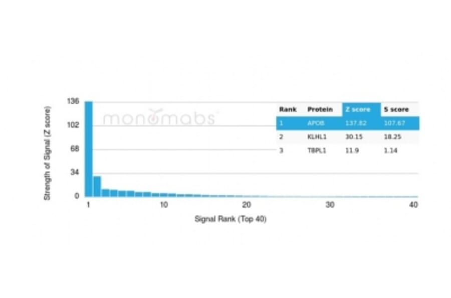 Protein Array - Anti-Apolipoprotein B Antibody [APOB/4332] - BSA and Azide free (A278237) - Antibodies.com