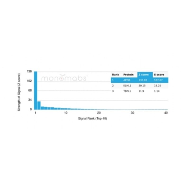 Protein Array - Anti-Apolipoprotein B Antibody [APOB/4332] - BSA and Azide free (A278237) - Antibodies.com