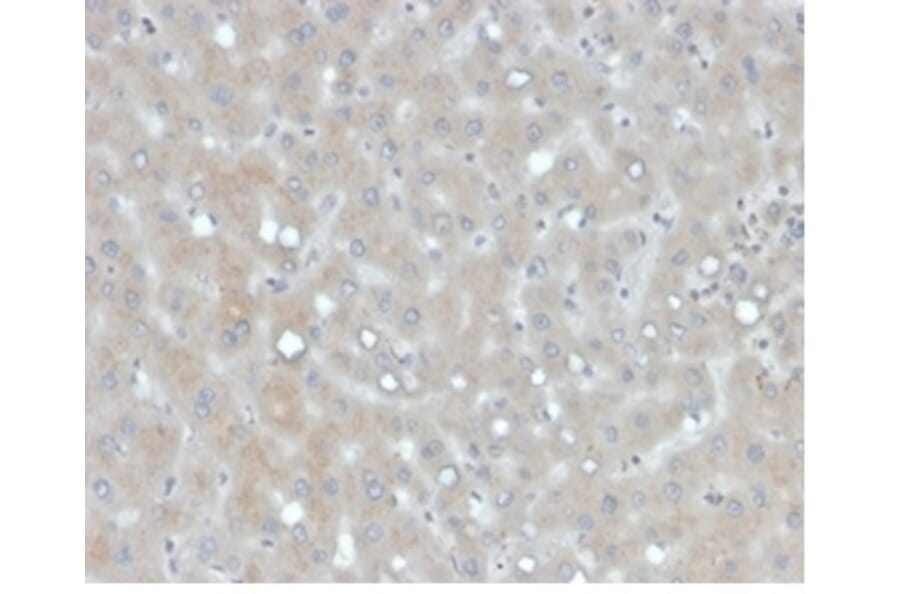 Immunohistochemistry - Anti-Apolipoprotein B Antibody [APOB/4335] - BSA and Azide free (A278238) - Antibodies.com