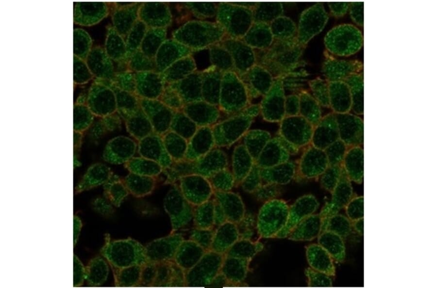 Immunofluorescence - Anti-ID1 Antibody [PCRP-ID1-2F11] - BSA and Azide free (A278240) - Antibodies.com