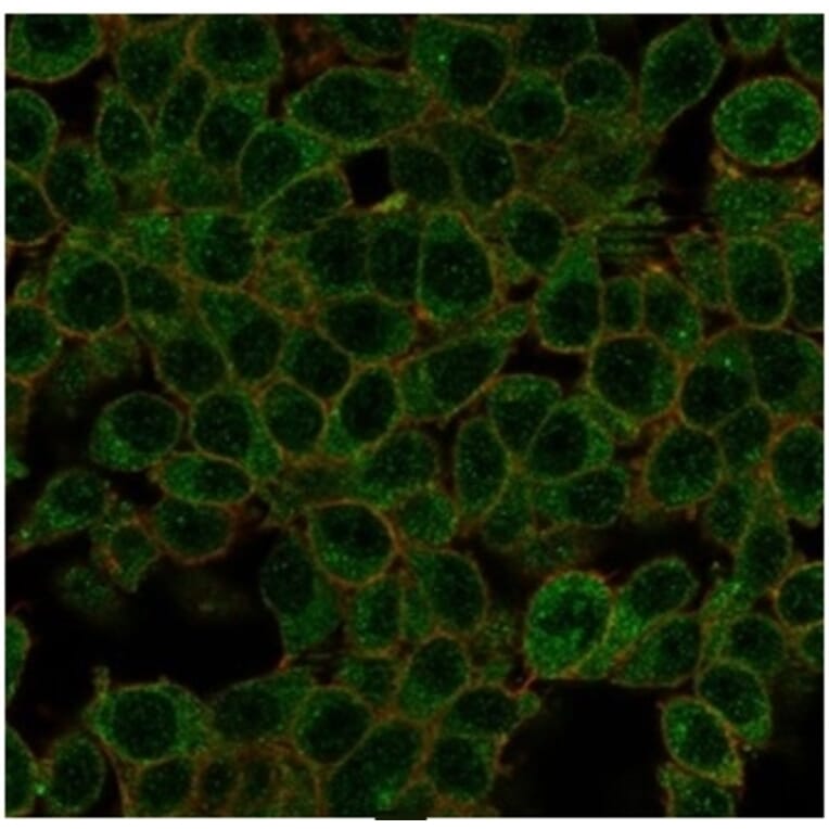 Immunofluorescence - Anti-ID1 Antibody [PCRP-ID1-2F11] - BSA and Azide free (A278240) - Antibodies.com