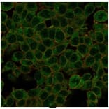 Immunofluorescence - Anti-ID1 Antibody [PCRP-ID1-2F11] - BSA and Azide free (A278240) - Antibodies.com