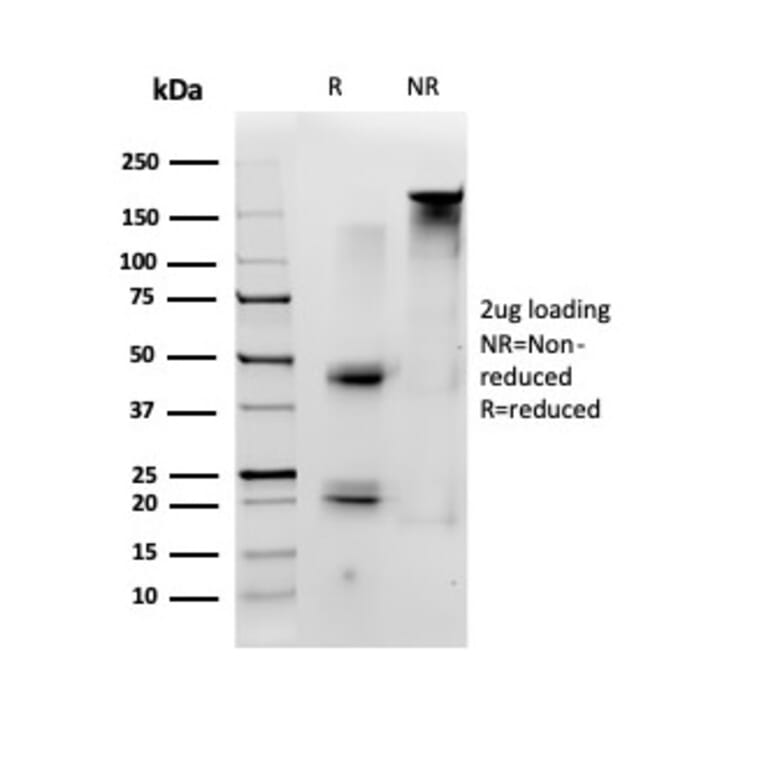 SDS-PAGE - Anti-ID1 Antibody [PCRP-ID1-2F11] - BSA and Azide free (A278240) - Antibodies.com