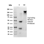 SDS-PAGE - Anti-ID1 Antibody [PCRP-ID1-2F11] - BSA and Azide free (A278240) - Antibodies.com