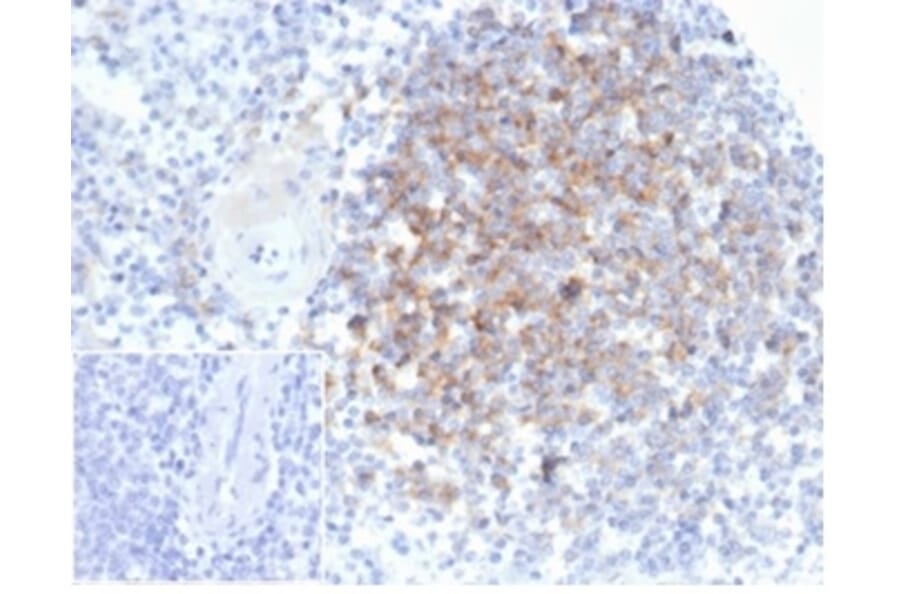 Immunohistochemistry - Anti-Interferon alpha 1 Antibody [IFNA/6689] - BSA and Azide free (A278241) - Antibodies.com