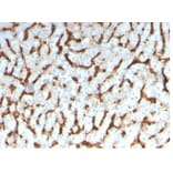 Immunohistochemistry - Anti-Apolipoprotein D Antibody [APOD/3413] - BSA and Azide free (A278242) - Antibodies.com
