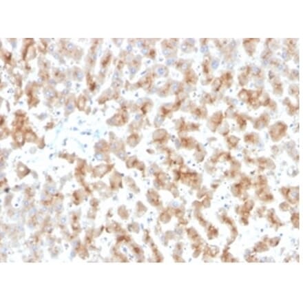 Immunohistochemistry - Anti-Apolipoprotein D Antibody [APOD/3415] - BSA and Azide free (A278243) - Antibodies.com