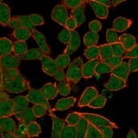 Immunofluorescence - Anti-ZNF81 Antibody [PCRP-ZNF81-2C7] - BSA and Azide free (A278244) - Antibodies.com