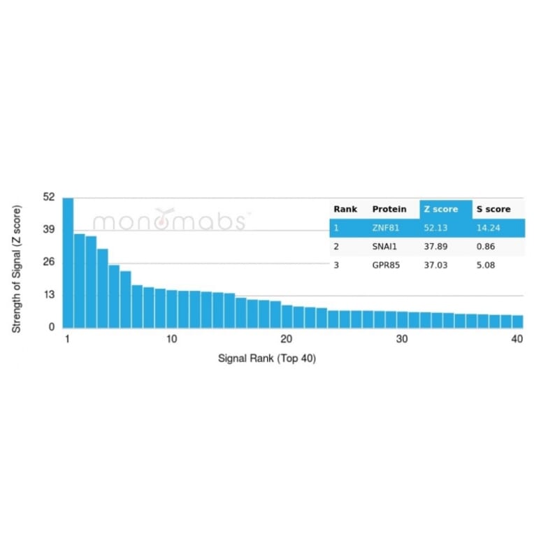 Protein Array - Anti-ZNF81 Antibody [PCRP-ZNF81-2G2] - BSA and Azide free (A278245) - Antibodies.com