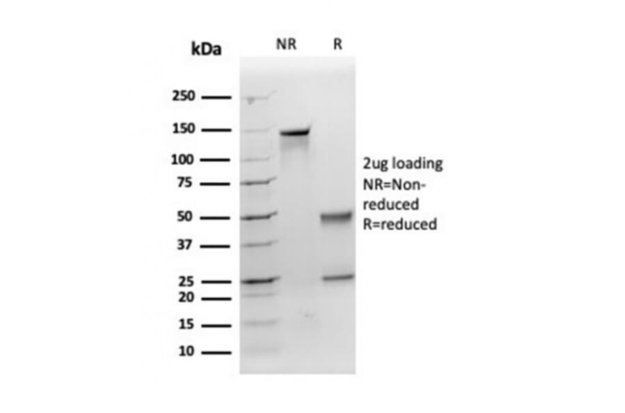 SDS-PAGE - Anti-Apolipoprotein E Antibody [APOE/3671] - BSA and Azide free (A278246) - Antibodies.com