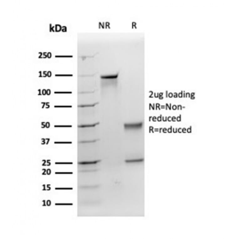 SDS-PAGE - Anti-Apolipoprotein E Antibody [APOE/3671] - BSA and Azide free (A278246) - Antibodies.com