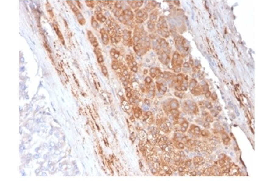 Immunohistochemistry - Anti-Apolipoprotein E Antibody [APOE/3671] - BSA and Azide free (A278246) - Antibodies.com