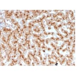Immunohistochemistry - Anti-Apolipoprotein E Antibody [APOE/3671] - BSA and Azide free (A278246) - Antibodies.com