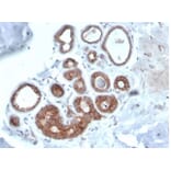 Immunohistochemistry - Anti-IGF1 Receptor Antibody [IGF1R/4667] - BSA and Azide free (A278247) - Antibodies.com