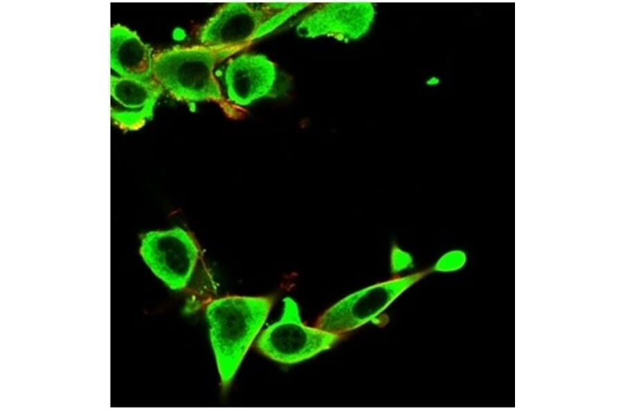 Immunofluorescence - Anti-IGFBP3 Antibody [IGFBP3/3424] - BSA and Azide free (A278248) - Antibodies.com