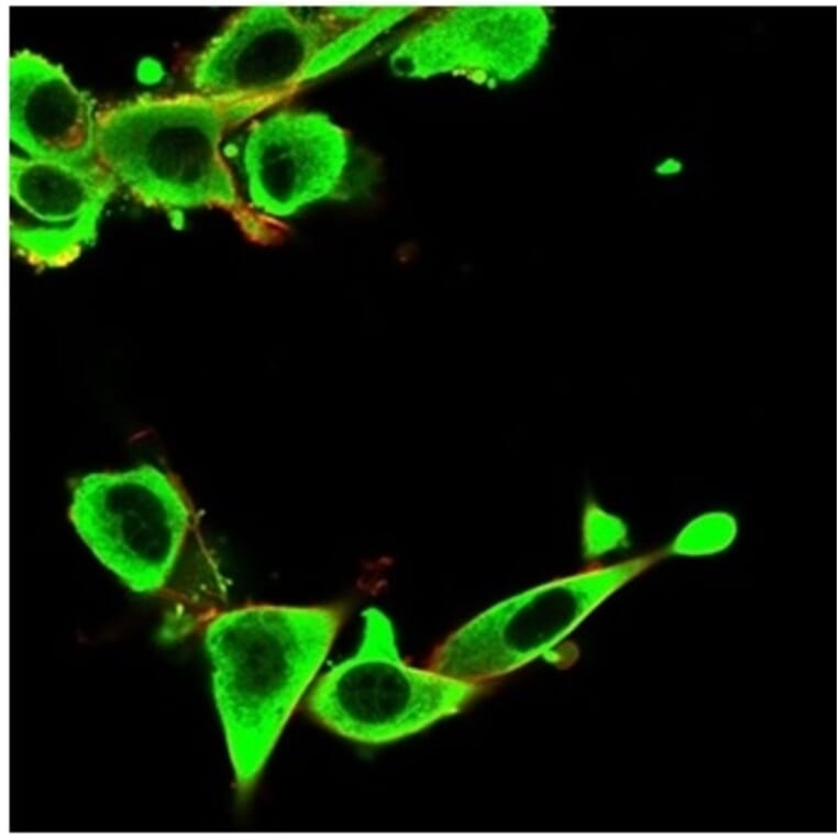 Immunofluorescence - Anti-IGFBP3 Antibody [IGFBP3/3424] - BSA and Azide free (A278248) - Antibodies.com