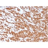 Immunohistochemistry - Anti-IL-2 Antibody [IL2/3949] - BSA and Azide free (A278253) - Antibodies.com
