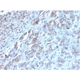 Immunohistochemistry - Anti-IL-2 Antibody [IL2/3949] - BSA and Azide free (A278253) - Antibodies.com