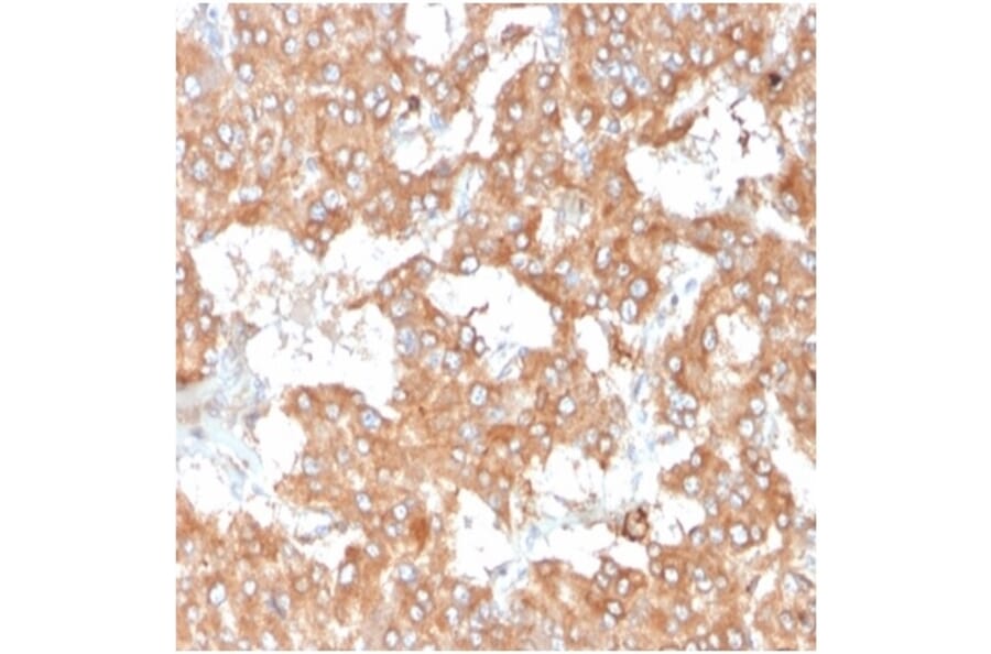 Immunohistochemistry - Anti-IL-2 Antibody [IL2/3950] - BSA and Azide free (A278254) - Antibodies.com