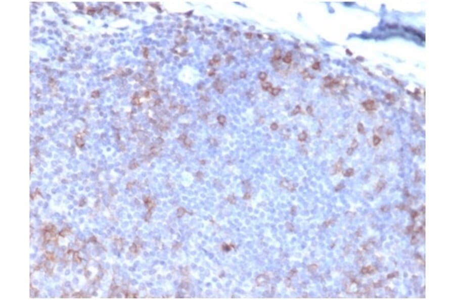 Immunohistochemistry - Anti-Fas Ligand Antibody [FASLG/4453] - BSA and Azide free (A278255) - Antibodies.com