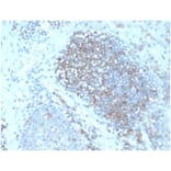Immunohistochemistry - Anti-Fas Ligand Antibody [FASLG/4456] - BSA and Azide free (A278256) - Antibodies.com