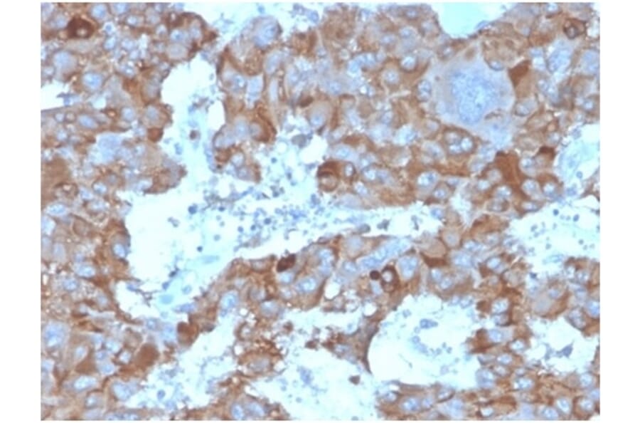 Immunohistochemistry - Anti-IL-3 Antibody [IL3/4004] - BSA and Azide free (A278257) - Antibodies.com