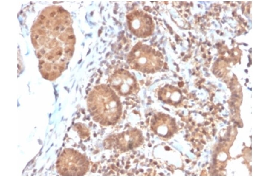 Immunohistochemistry - Anti-IL-3 Antibody [IL3/4004] - BSA and Azide free (A278257) - Antibodies.com