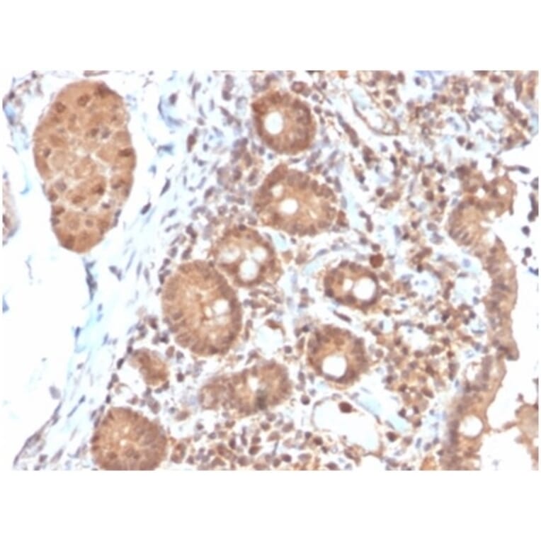 Immunohistochemistry - Anti-IL-3 Antibody [IL3/4004] - BSA and Azide free (A278257) - Antibodies.com