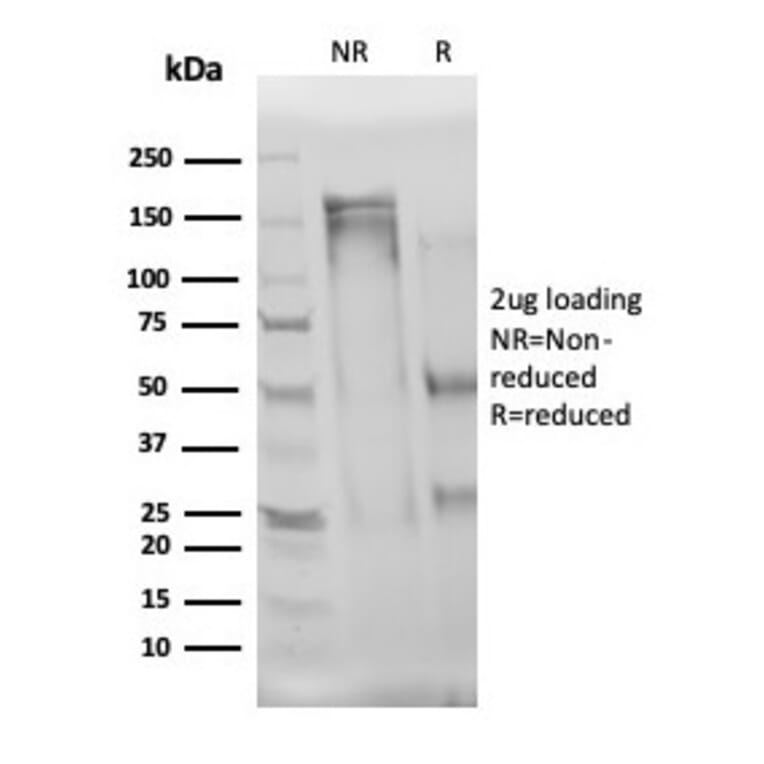 SDS-PAGE - Anti-IL-3 Antibody [IL3/4004] - BSA and Azide free (A278257) - Antibodies.com