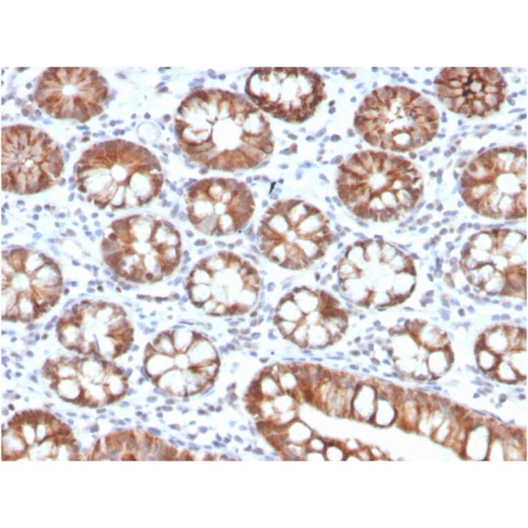 Immunohistochemistry - Anti-IL-3 Antibody [IL3/4005] - BSA and Azide free (A278258) - Antibodies.com