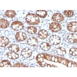 Immunohistochemistry - Anti-IL-3 Antibody [IL3/4005] - BSA and Azide free (A278258) - Antibodies.com