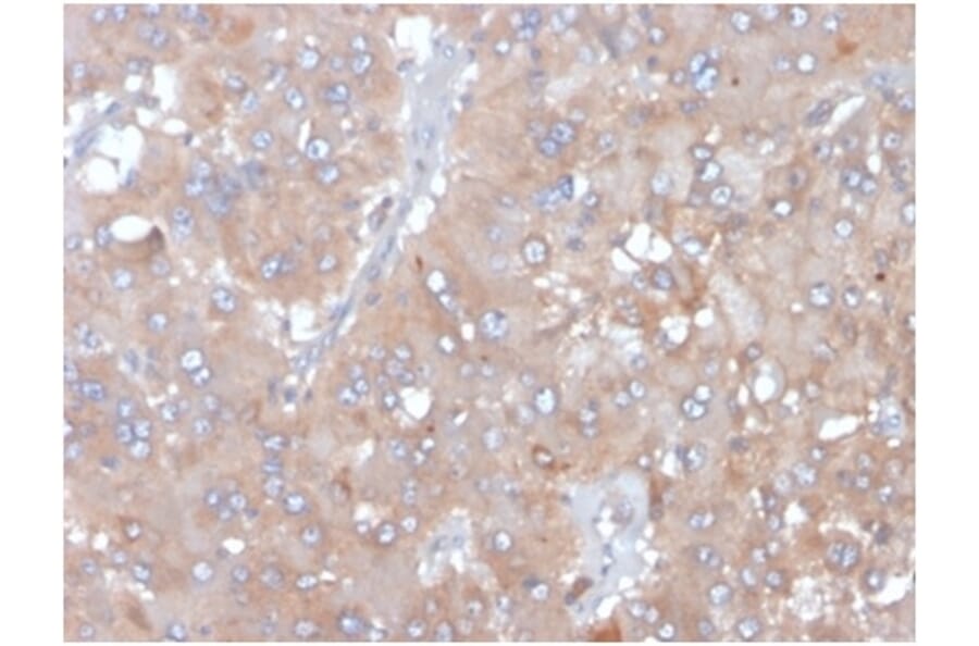Immunohistochemistry - Anti-IL-5 Antibody [IL5/4161] - BSA and Azide free (A278259) - Antibodies.com