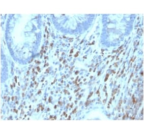 Immunohistochemistry - Anti-CD130 (gp130) Antibody [IL6ST/4101] - BSA and Azide free (A278260) - Antibodies.com