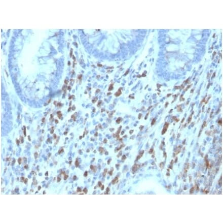 Immunohistochemistry - Anti-CD130 (gp130) Antibody [IL6ST/4101] - BSA and Azide free (A278260) - Antibodies.com