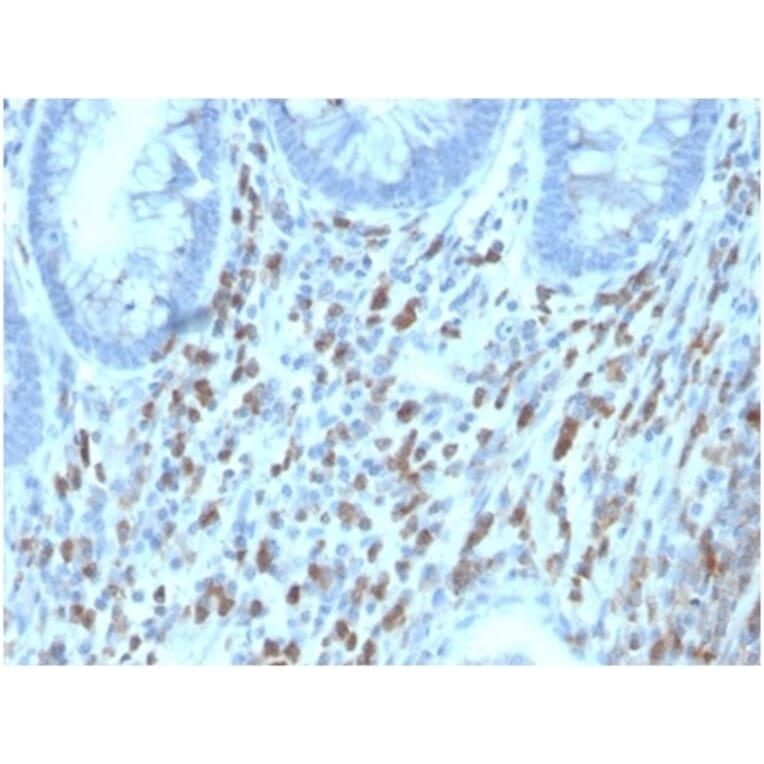 Immunohistochemistry - Anti-CD130 (gp130) Antibody [IL6ST/4101] - BSA and Azide free (A278260) - Antibodies.com