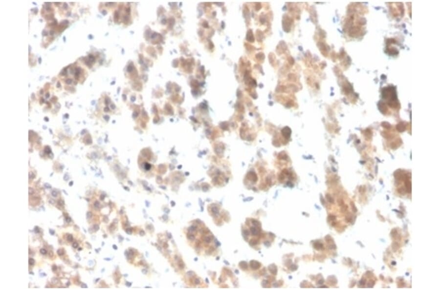 Immunohistochemistry - Anti-IL-7 Antibody [IL7/4012] - BSA and Azide free (A278261) - Antibodies.com