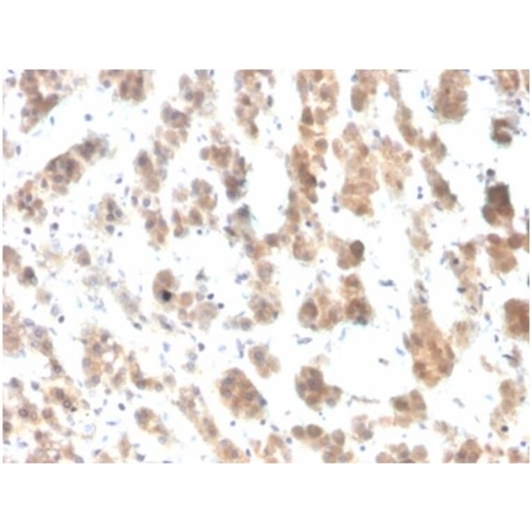 Immunohistochemistry - Anti-IL-7 Antibody [IL7/4012] - BSA and Azide free (A278261) - Antibodies.com