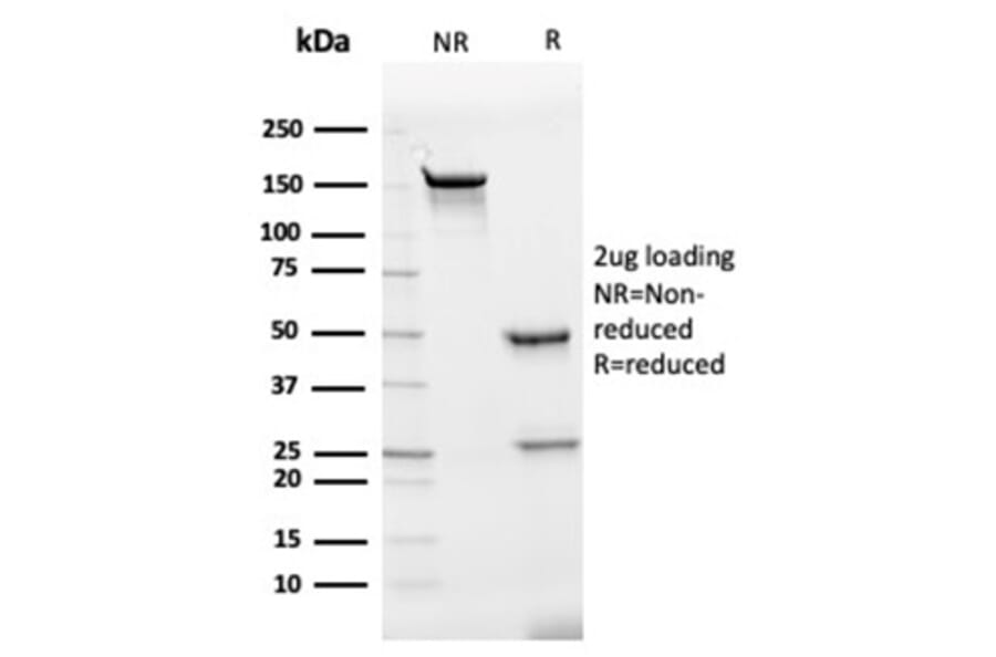 SDS-PAGE - Anti-IL-7 Antibody [IL7/4012] - BSA and Azide free (A278261) - Antibodies.com
