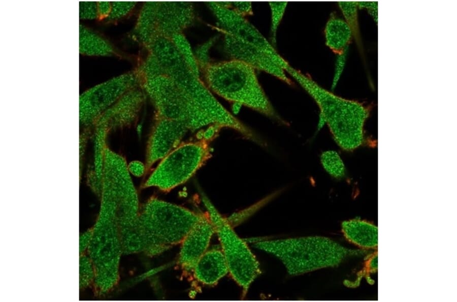 Immunofluorescence - Anti-IL-7 Antibody [IL7/4012] - BSA and Azide free (A278261) - Antibodies.com