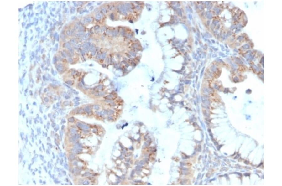 Immunohistochemistry - Anti-IL-7 Antibody [IL7/4013] - BSA and Azide free (A278262) - Antibodies.com