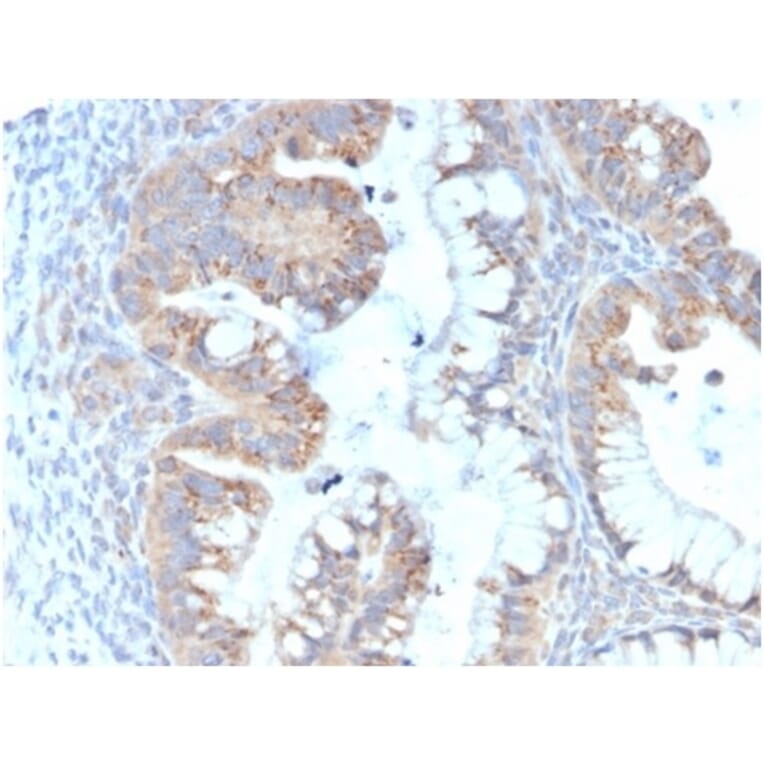 Immunohistochemistry - Anti-IL-7 Antibody [IL7/4013] - BSA and Azide free (A278262) - Antibodies.com