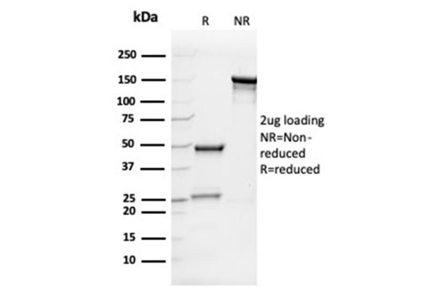SDS-PAGE - Anti-IL-7 Antibody [IL7/4013] - BSA and Azide free (A278262) - Antibodies.com