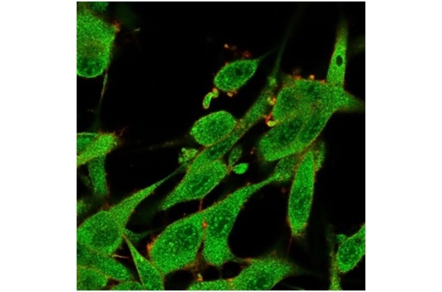 Immunofluorescence - Anti-IL-7 Antibody [IL7/4013] - BSA and Azide free (A278262) - Antibodies.com