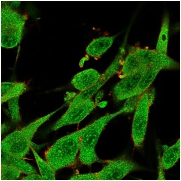 Immunofluorescence - Anti-IL-7 Antibody [IL7/4013] - BSA and Azide free (A278262) - Antibodies.com