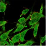 Immunofluorescence - Anti-IL-7 Antibody [IL7/4013] - BSA and Azide free (A278262) - Antibodies.com