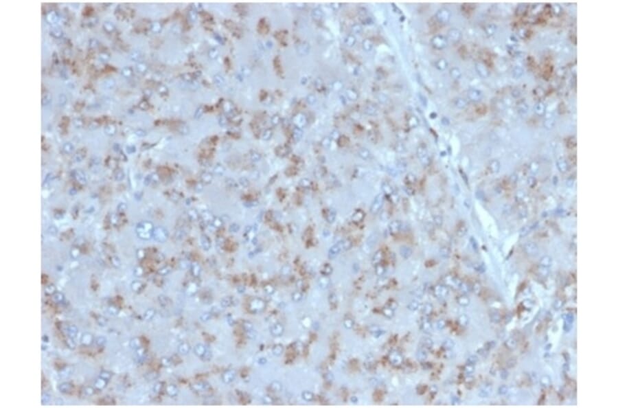 Immunohistochemistry - Anti-IL-15 Antibody [IL15/4353] - BSA and Azide free (A278263) - Antibodies.com