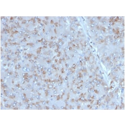 Immunohistochemistry - Anti-IL-15 Antibody [IL15/4353] - BSA and Azide free (A278263) - Antibodies.com
