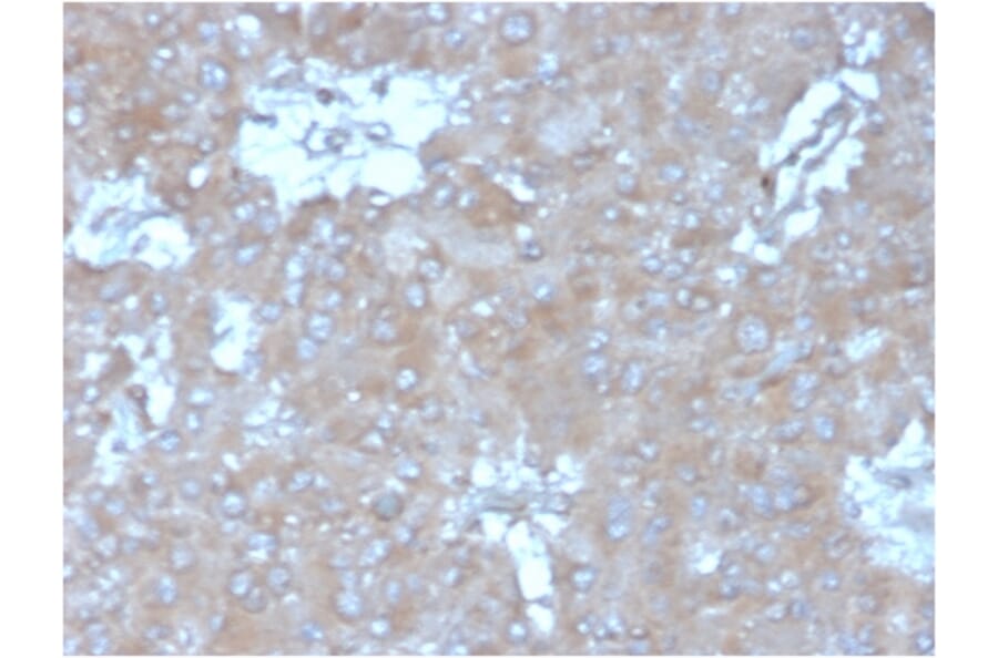 Immunohistochemistry - Anti-IL-15 Antibody [IL15/4354] - BSA and Azide free (A278265) - Antibodies.com
