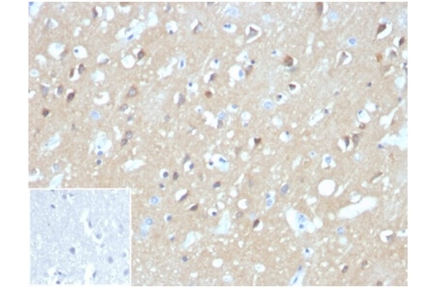 Immunohistochemistry - Anti-Aquaporin 4 Antibody [AQP4/3324] - BSA and Azide free (A278266) - Antibodies.com